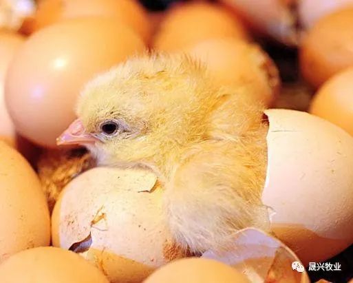 ������ֳװ��